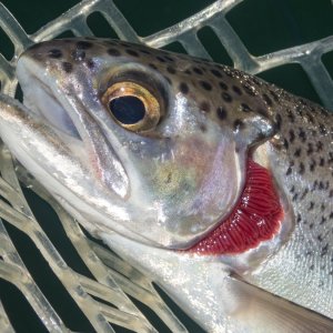 A17Trout6cLeftSideP7030081.jpg