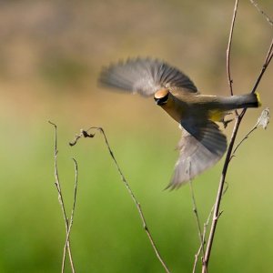 058-Backyard-Birds-070424.jpg