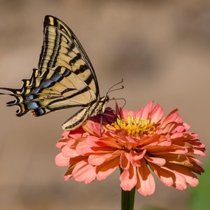 228-Swallowtail-071624.jpg