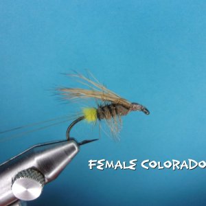 Female Colorado King.jpg