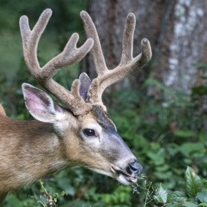 DeerBuck7909.jpg