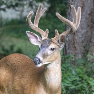 DeerBuck7915.jpg