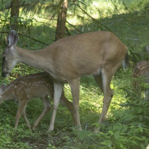 DeerDoe&TwinFawns7586.jpg