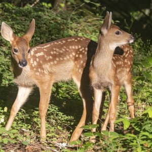 DeerFawnTwins7720.jpg