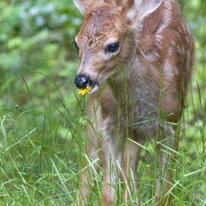DeerSpottedFawn7662.jpg