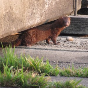 mink.JPG