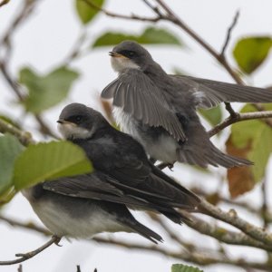 C02TreeSwallowFledglingsAwaitFoodDelivery8021.jpg