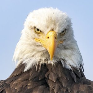 E05BaldEagleStare8285.jpg