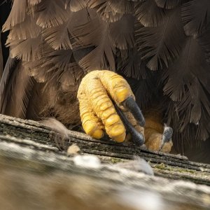 E07BaldEagleTalons8277.jpg