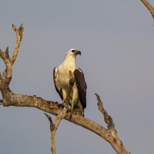 A06bWhiteBelliedSeaEagle6044.jpg