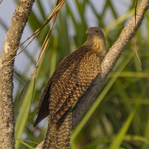 A06e PheasantCoucal6084.jpg