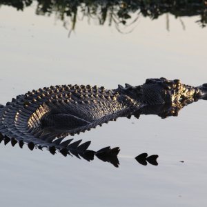 A07bSaltieInWater8341.JPG