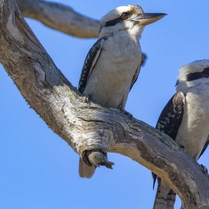 D11 LaughingKookaburra9247.jpg
