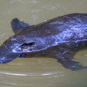A02 Platypus8181.jpg