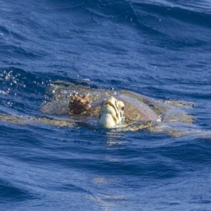 A01 GreenSeaTurtle7862.jpg