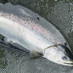 2024springer1.jpg