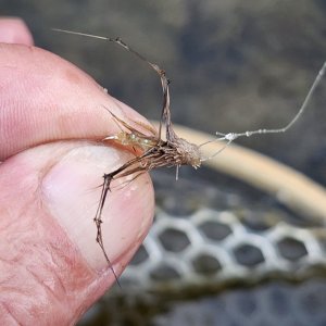 20240915_daddy_fly.jpg