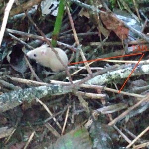 rat33333333.jpg
