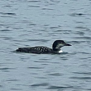 IMG_4141.jpeg