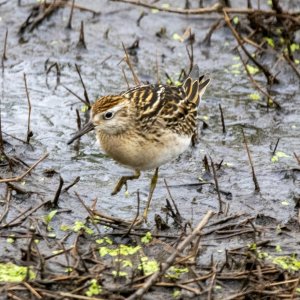 SharpTailedSandpiper9367Trim.jpg