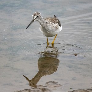 A08GreaterYellowlegs9173.jpg