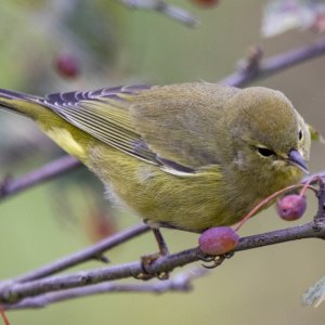 A10OrangeCrownedWarbler9275.jpg