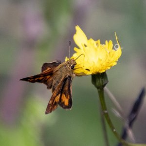 WoodlandSkipper9055.jpg