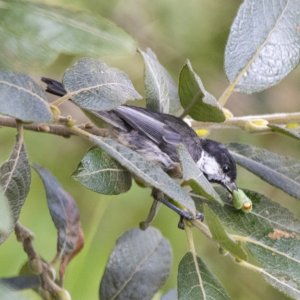 BlackCappedChickadeeWCaterpillar9104.jpg