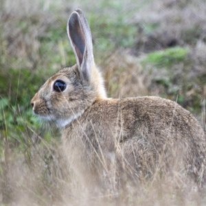 A02EuropeanHare9883.jpg