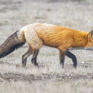 A04RedFoxGoldMorph9753.jpg