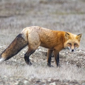 A05RedFoxGoldMorph9762.jpg