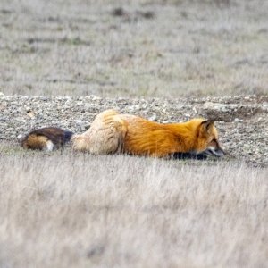 A06RedFoxGoldMorph9852.jpg