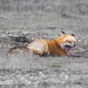 A07RedFoxGoldenMorphYawning9831.jpg