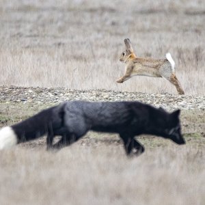 A08PassingFox&Hare9820.jpg