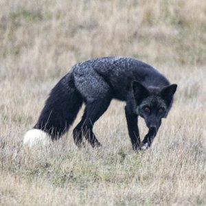 A09RedFoxSilverMorph9786.jpg