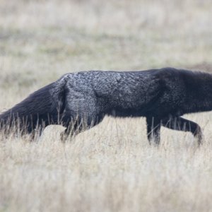 A10RedFoxSilverMorph9809.jpg