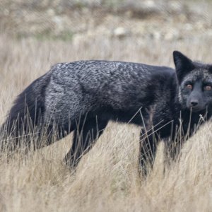A11RedFoxSilverMorph9839.jpg