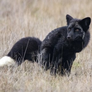 A12RedFoxSilverMorphScentMarking9854.jpg