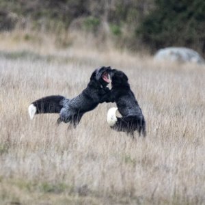 A13RedFoxSilverMorphsSparring9863.jpg