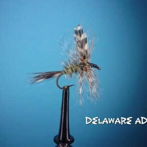 Deleware Adams.jpg