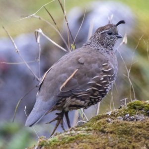 CaliforniaQuailHen9911.jpg