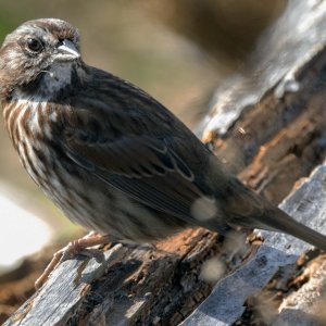 A09SongSparrow9515.jpg
