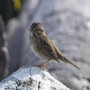 A10LincolnSparrow9532.jpg