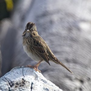 A11LincolnSparrow9535.jpg