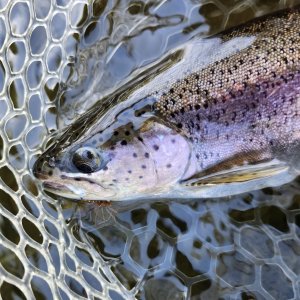 20241010_LstFishFly.jpg