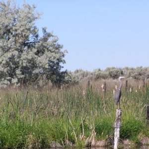 heron on post.JPG