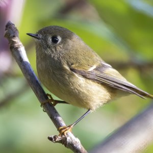 RubyCrownedKinglet0064.jpg