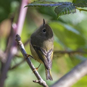 RubyCrownedKinglet0070.jpg