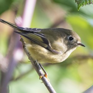 RubyCrownedKinglet0079.jpg