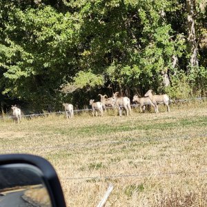 20241020_sheep.jpg
